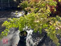 ACER PALMATUM ORANGE DREAM (ORANGE DREAM - 7