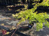 ACER PALMATUM ORANGE DREAM (ORANGE DREAM - 8