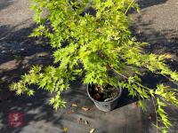 ACER PALMATUM ORANGE DREAM (ORANGE DREAM - 9