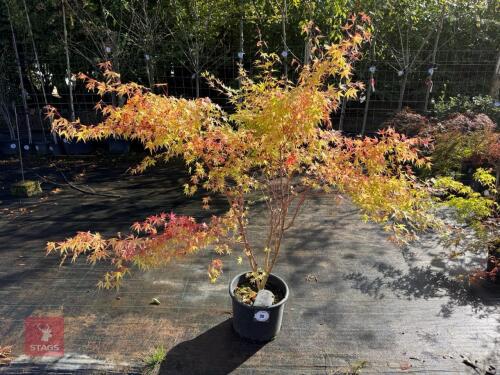 ACER PALMATUM SANGO KAKU (CORAL BARK MAP