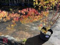 ACER PALMATUM SANGO KAKU (CORAL BARK MAP - 3
