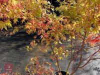 ACER PALMATUM SANGO KAKU (CORAL BARK MAP - 5