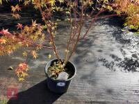 ACER PALMATUM SANGO KAKU (CORAL BARK MAP - 6