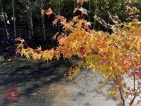 ACER PALMATUM SANGO KAKU (CORAL BARK MAP - 7
