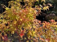 ACER PALMATUM SANGO KAKU (CORAL BARK MAP - 8