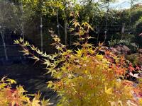 ACER PALMATUM SANGO KAKU (CORAL BARK MAP - 9