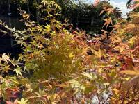 ACER PALMATUM SANGO KAKU (CORAL BARK MAP - 10