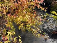 ACER PALMATUM SANGO KAKU (CORAL BARK MAP - 11