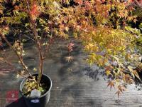 ACER PALMATUM SANGO KAKU (CORAL BARK MAP - 13