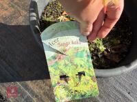 ACER PALMATUM SANGO KAKU (CORAL BARK MAP - 14