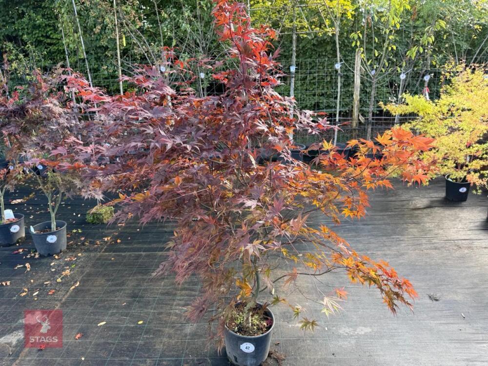 ACER PALMATUM BLOODGOOD (BLOODGOOD JAPAN