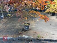 ACER PALMATUM BLOODGOOD (BLOODGOOD JAPAN - 2