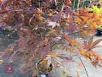 ACER PALMATUM BLOODGOOD (BLOODGOOD JAPAN - 4