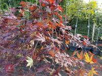 ACER PALMATUM BLOODGOOD (BLOODGOOD JAPAN - 5