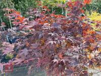 ACER PALMATUM BLOODGOOD (BLOODGOOD JAPAN - 6