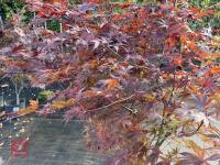ACER PALMATUM BLOODGOOD (BLOODGOOD JAPAN - 7