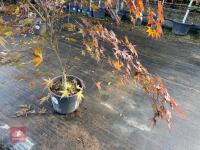 ACER PALMATUM BLOODGOOD (BLOODGOOD JAPAN - 8