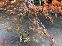 ACER PALMATUM BLOODGOOD (BLOODGOOD JAPAN - 9
