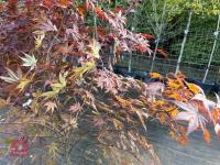 ACER PALMATUM BLOODGOOD (BLOODGOOD JAPAN - 10