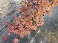 ACER PALMATUM BLOODGOOD (BLOODGOOD JAPAN - 11