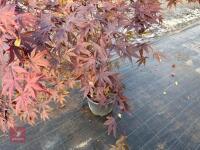 ACER PALMATUM BLOODGOOD (BLOODGOOD JAPAN - 12
