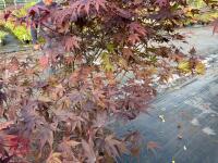 ACER PALMATUM BLOODGOOD (BLOODGOOD JAPAN - 13