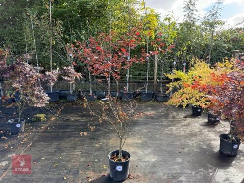 ACER PALMATUM BLOODGOOD (BLOODGOOD JAPAN