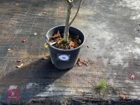 ACER PALMATUM BLOODGOOD (BLOODGOOD JAPAN - 2