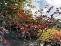 ACER PALMATUM BLOODGOOD (BLOODGOOD JAPAN - 5