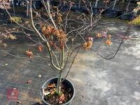 ACER PALMATUM BLOODGOOD (BLOODGOOD JAPAN - 8