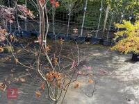 ACER PALMATUM BLOODGOOD (BLOODGOOD JAPAN - 9