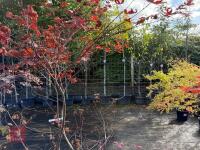 ACER PALMATUM BLOODGOOD (BLOODGOOD JAPAN - 10