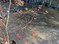 ACER PALMATUM BLOODGOOD (BLOODGOOD JAPAN - 13