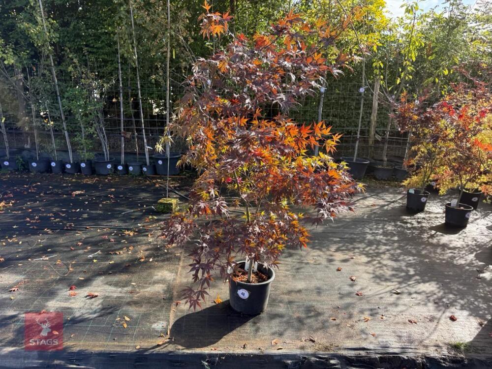 ACER PALMATUM BLOODGOOD (BLOODGOOD JAPAN