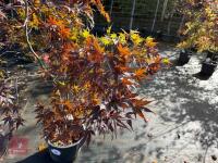 ACER PALMATUM BLOODGOOD (BLOODGOOD JAPAN - 2