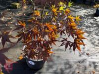 ACER PALMATUM BLOODGOOD (BLOODGOOD JAPAN - 3