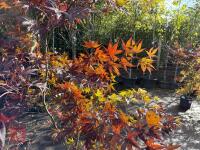 ACER PALMATUM BLOODGOOD (BLOODGOOD JAPAN - 5