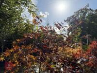 ACER PALMATUM BLOODGOOD (BLOODGOOD JAPAN - 6