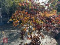 ACER PALMATUM BLOODGOOD (BLOODGOOD JAPAN - 7