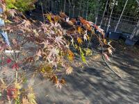 ACER PALMATUM BLOODGOOD (BLOODGOOD JAPAN - 9