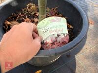 ACER PALMATUM BLOODGOOD (BLOODGOOD JAPAN - 10