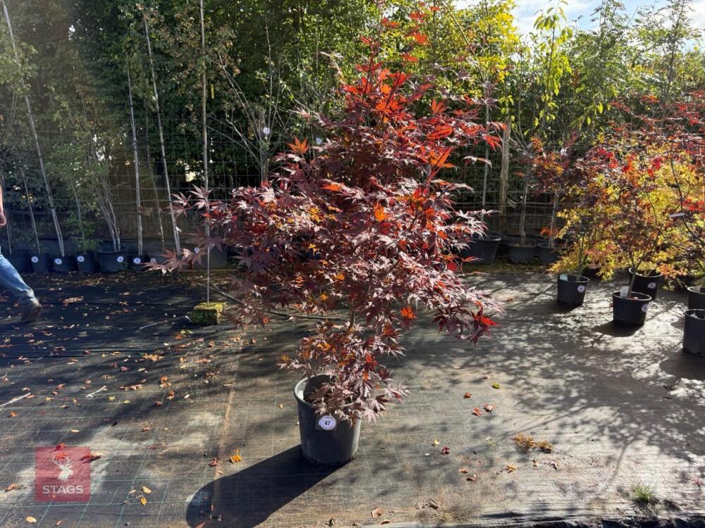 ACER PALMATUM BLOODGOOD (BLOODGOOD JAPAN