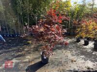 ACER PALMATUM BLOODGOOD (BLOODGOOD JAPAN