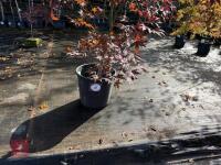 ACER PALMATUM BLOODGOOD (BLOODGOOD JAPAN - 2