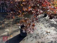 ACER PALMATUM BLOODGOOD (BLOODGOOD JAPAN - 3