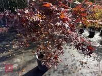 ACER PALMATUM BLOODGOOD (BLOODGOOD JAPAN - 4