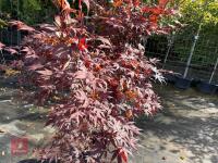 ACER PALMATUM BLOODGOOD (BLOODGOOD JAPAN - 5