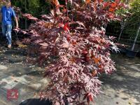 ACER PALMATUM BLOODGOOD (BLOODGOOD JAPAN - 6