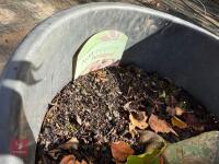 ACER PALMATUM BLOODGOOD (BLOODGOOD JAPAN - 9