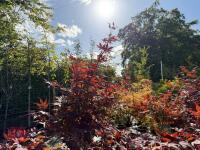 ACER PALMATUM BLOODGOOD (BLOODGOOD JAPAN - 10